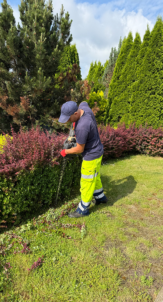 Pracownik w odzieży roboczej przycina żywopłot nożycami spalinowymi na tle gęstych, kolorowych nasadzeń i wysokich iglaków w ogrodzie.