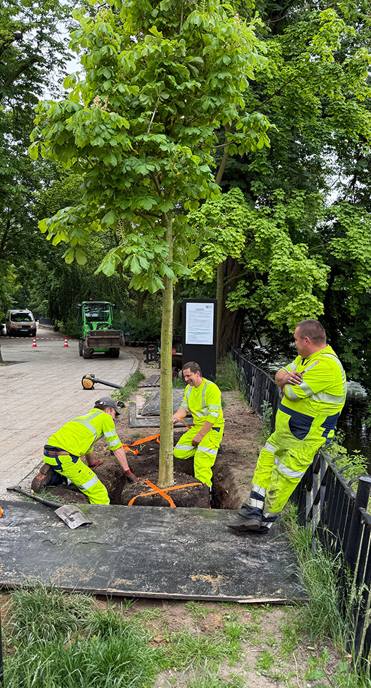 Zespół pracowników w jaskrawych strojach zabezpiecza i sadzi duże drzewo w miejskiej przestrzeni, umieszczając bryłę korzeniową w przygotowanym wykopie przy alejce i metalowej balustradzie.