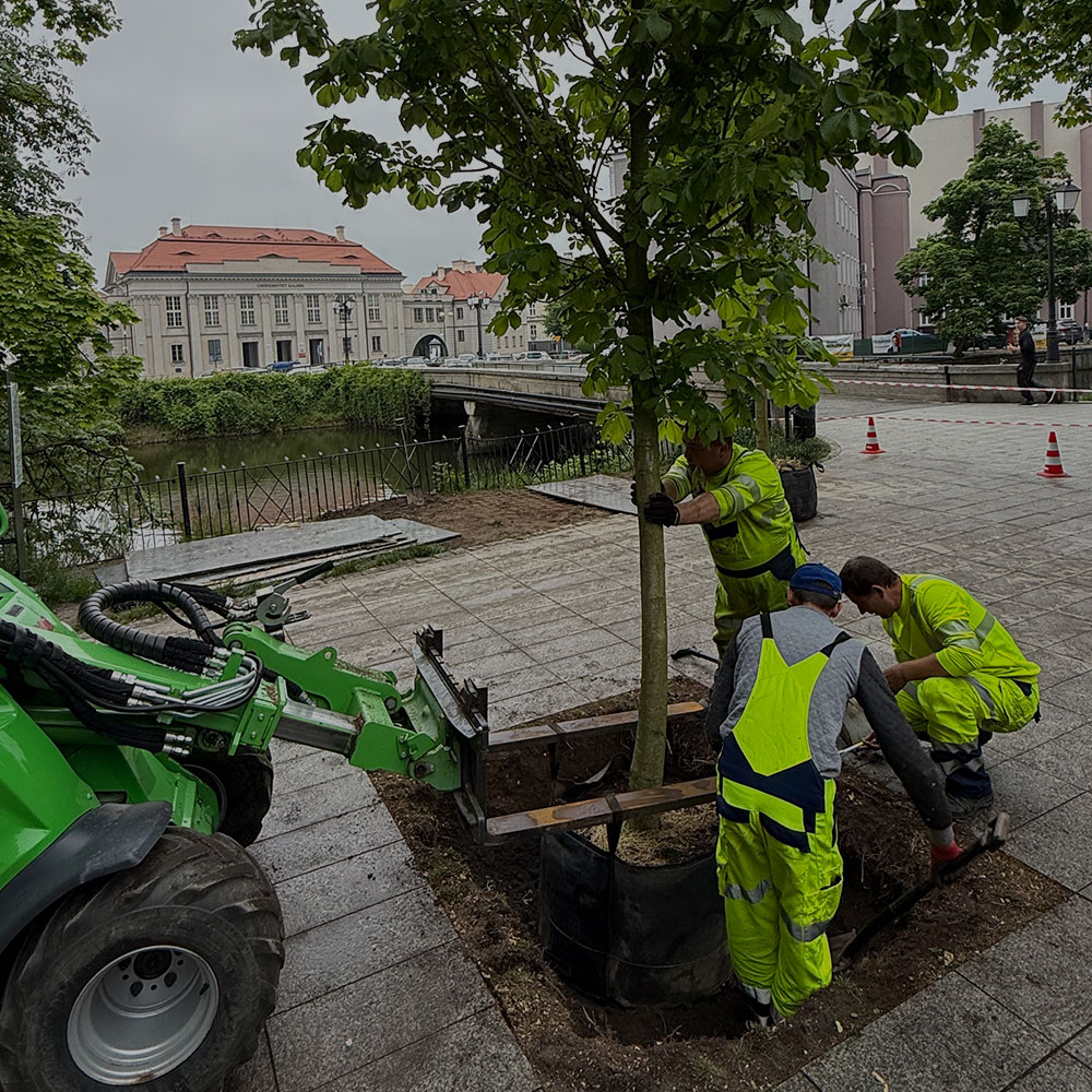 Pracownicy w odzieży roboczej sadzą drzewo w miejskiej przestrzeni, używając małej zielonej maszyny do podnoszenia bryły korzeniowej. W tle widoczny most, rzeka i zabytkowe budynki.